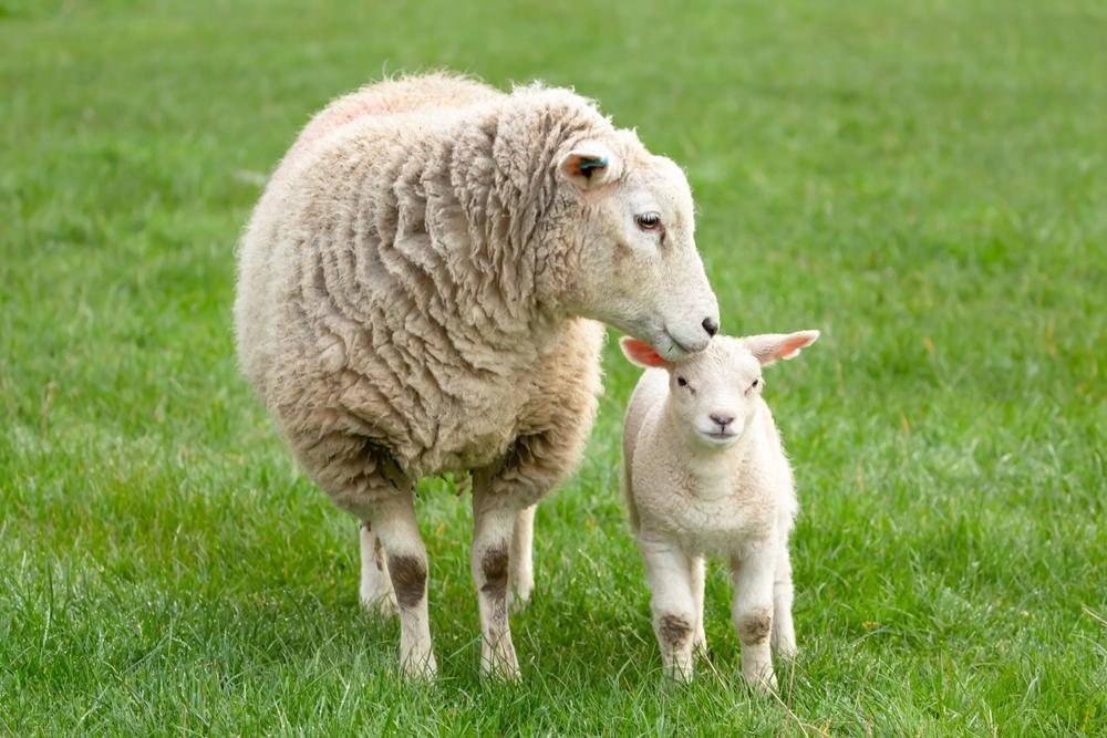 picture of sheep